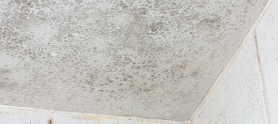 Controlling Mold