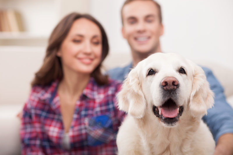 Are My Pets Affecting Indoor Air Quality?